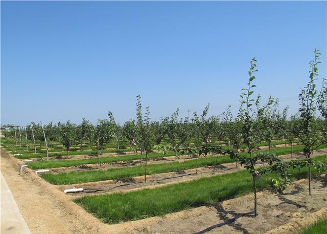 苹果树管理技术(苹果树管理技术讲座)