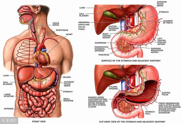 肝脏解剖位置 人体图片
