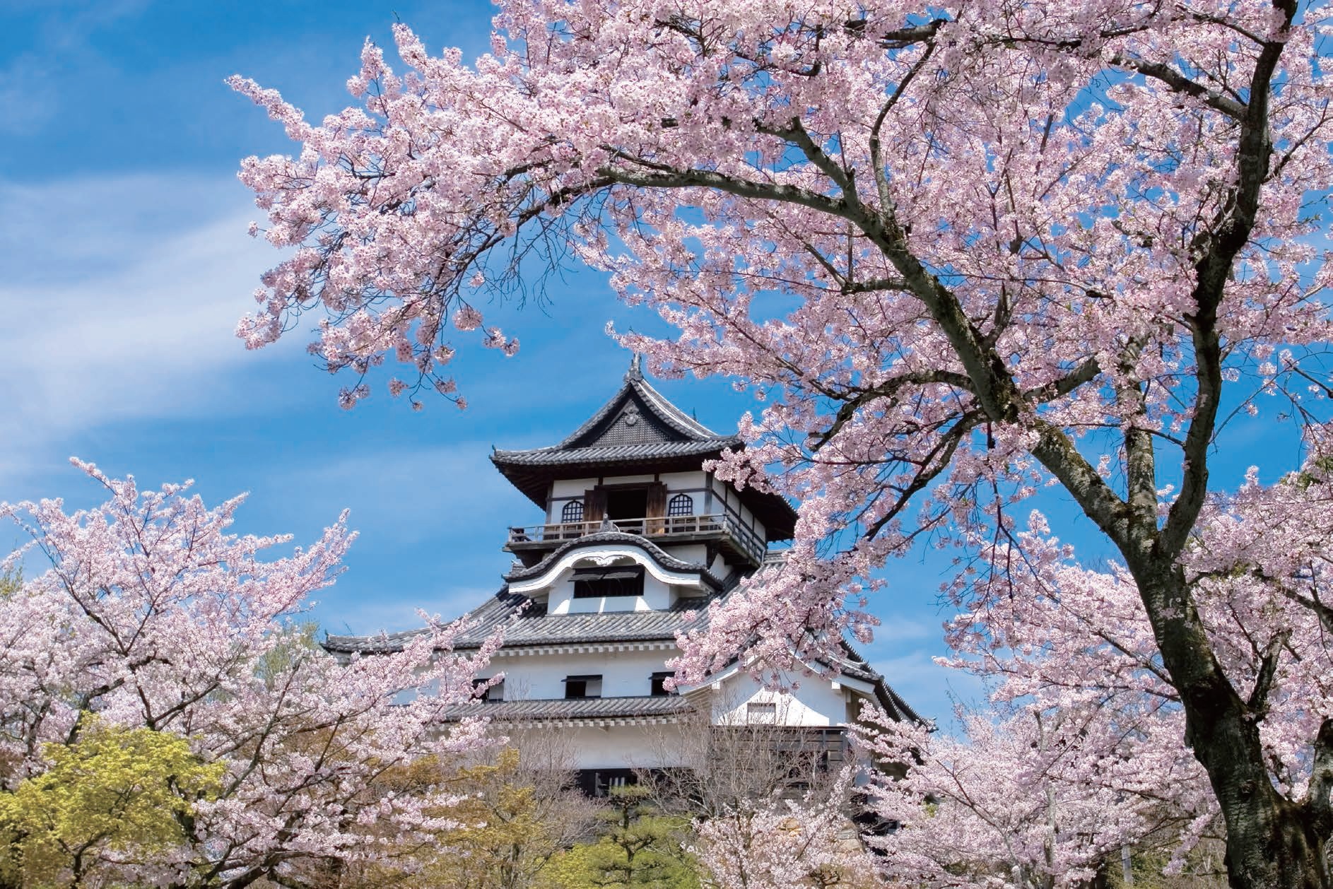 又是樱花季日本樱花指南