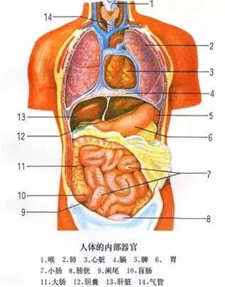 晚睡影响身体排毒?器官排毒表是真的吗?