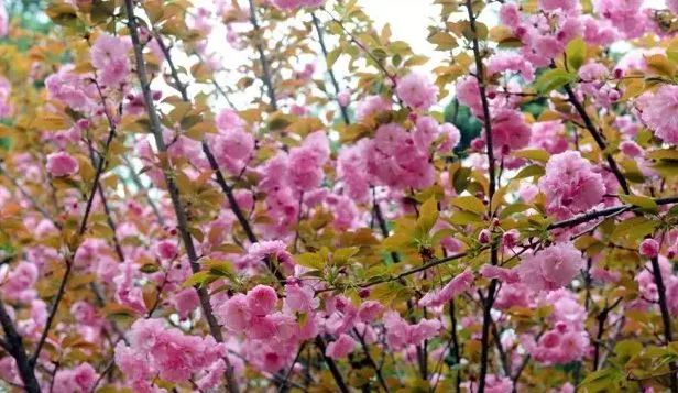 郑州桃花峪樱花图片