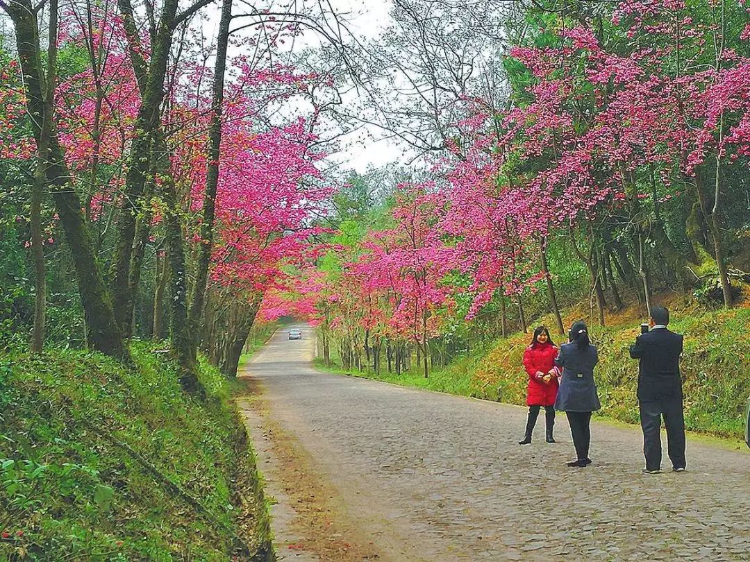 (圖:曹仕山) 在磨盤山國家森林公園還種植了20多萬株雲南櫻花,成國內