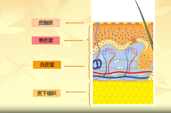 皮肤生理学皮脂膜图片