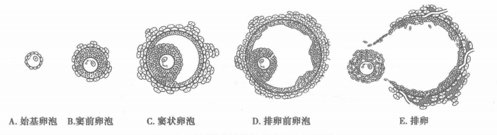 卵子体外催熟,女性不孕症新希望?