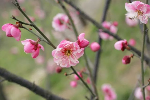 第20屆青島梅花節開幕在即時間遊覽圖都在這裡了