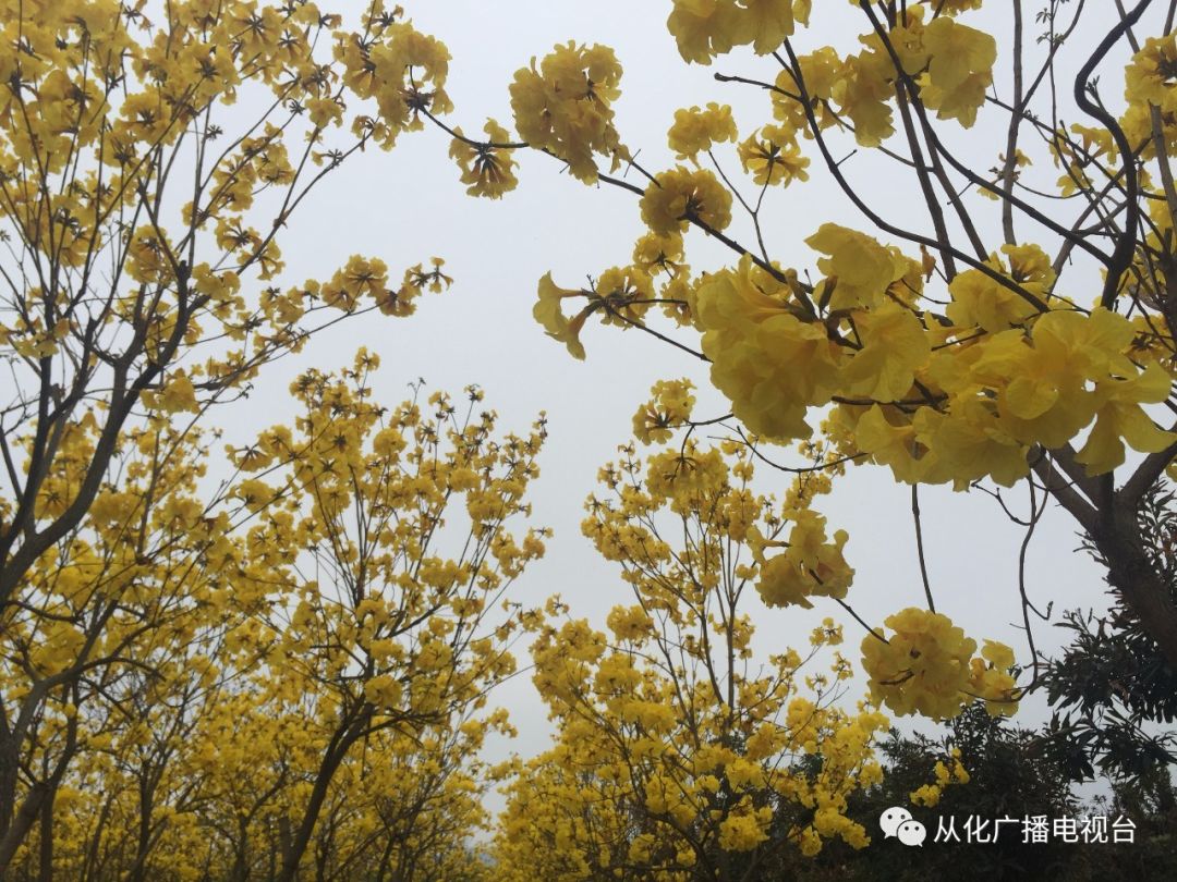 黃花風鈴驚豔綻放錯過花期等一年從化這些地方可以賞花