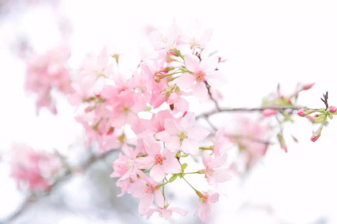 华农这张图刷爆朋友圈 樱花