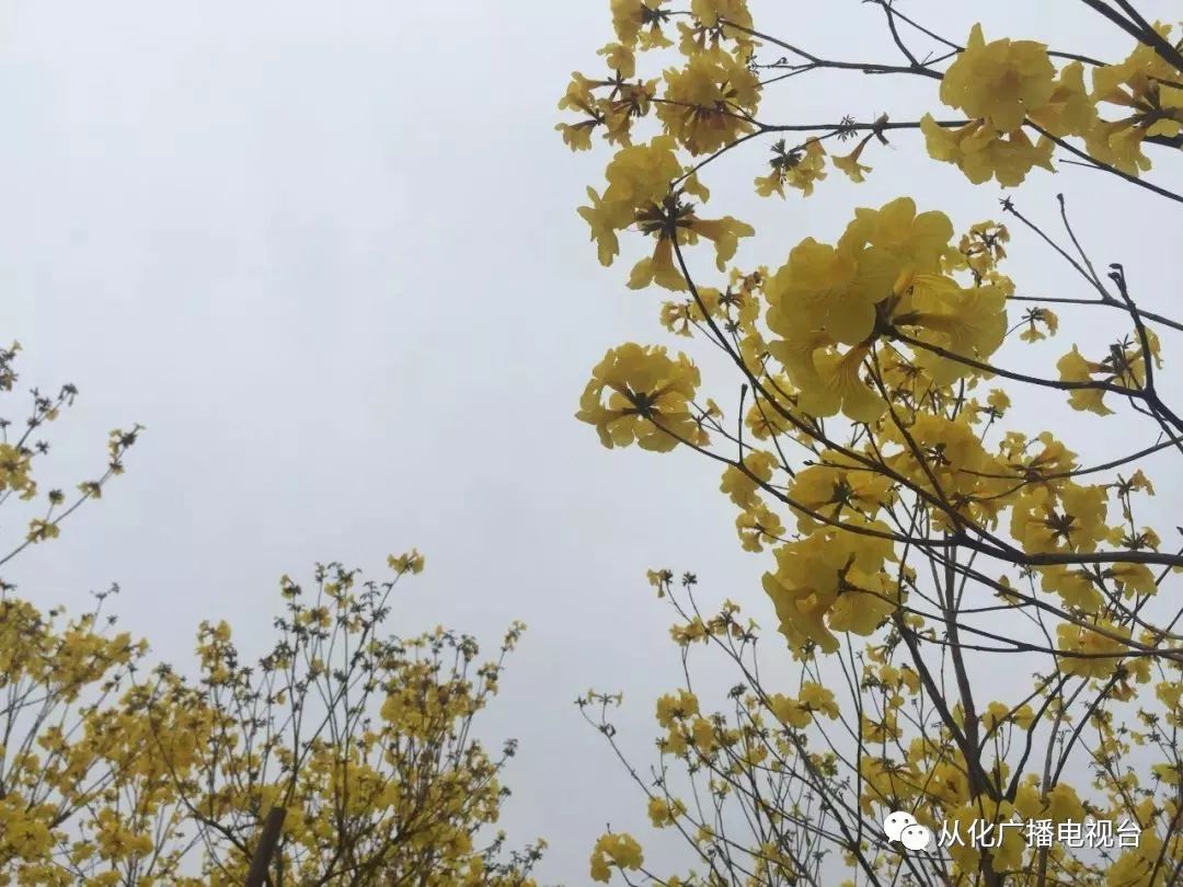 黃花風鈴驚豔綻放錯過花期等一年從化這些地方可以賞花