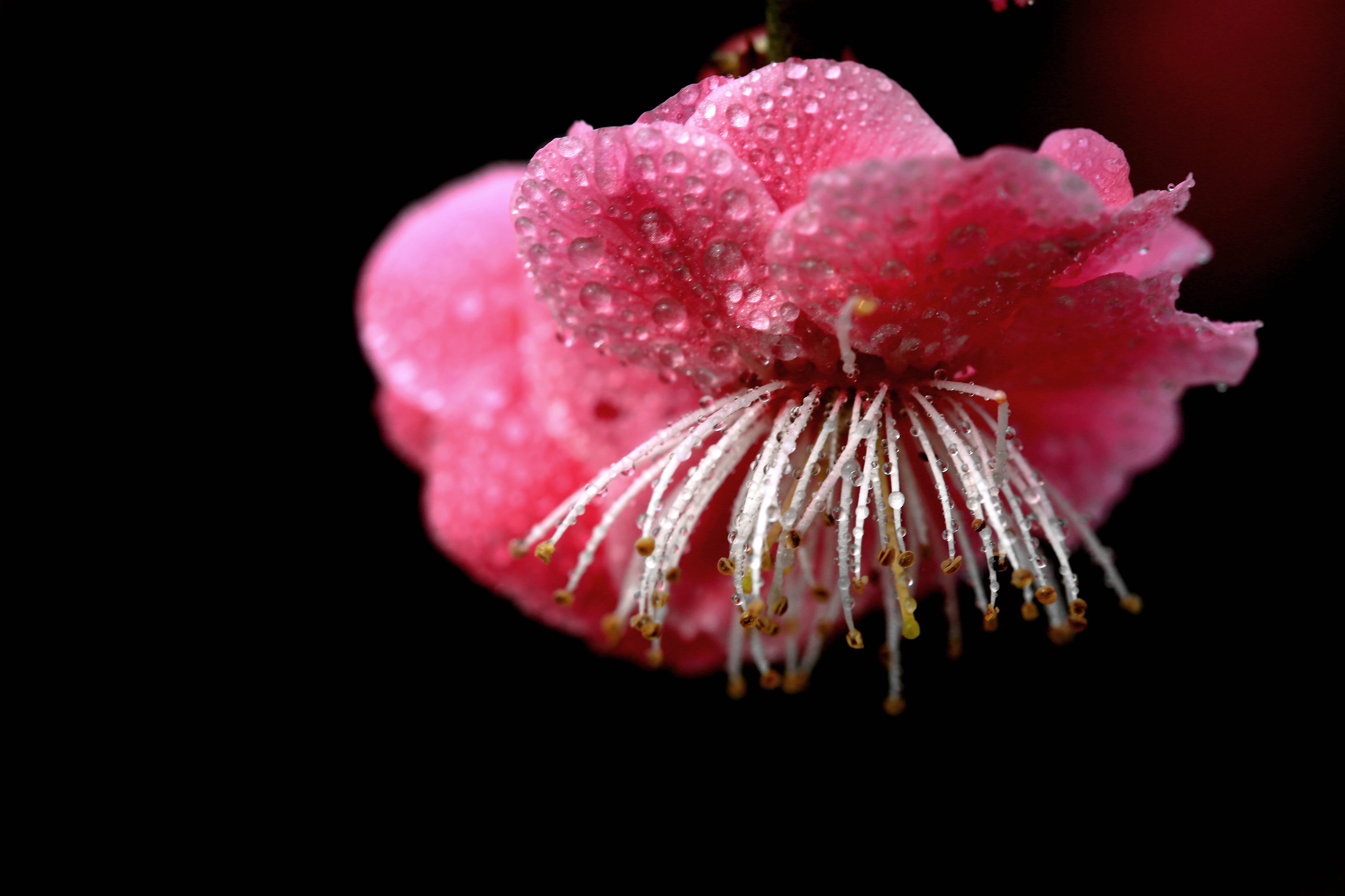 冰雪壁纸梅花图片