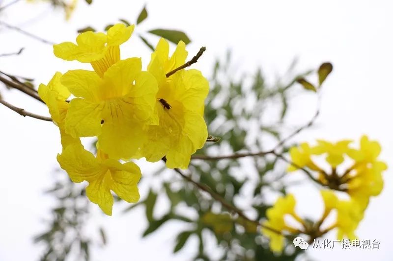 黃花風鈴驚豔綻放錯過花期等一年從化這些地方可以賞花