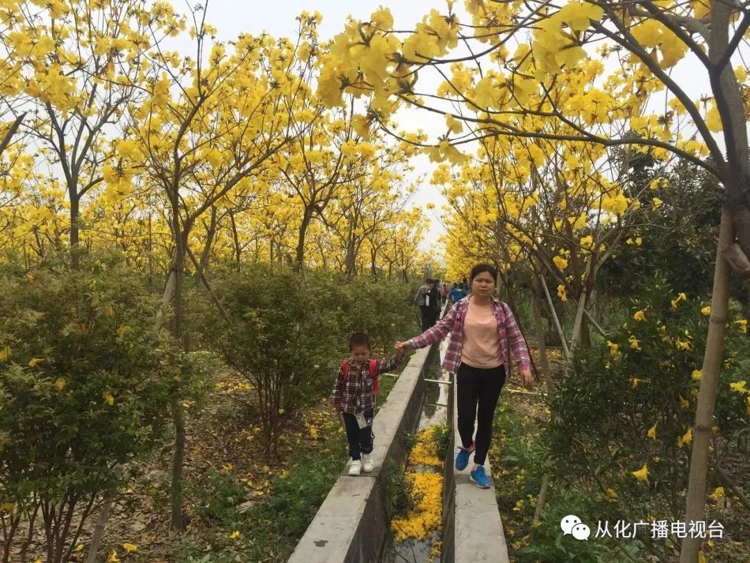 黃花風鈴驚豔綻放錯過花期等一年從化這些地方可以賞花