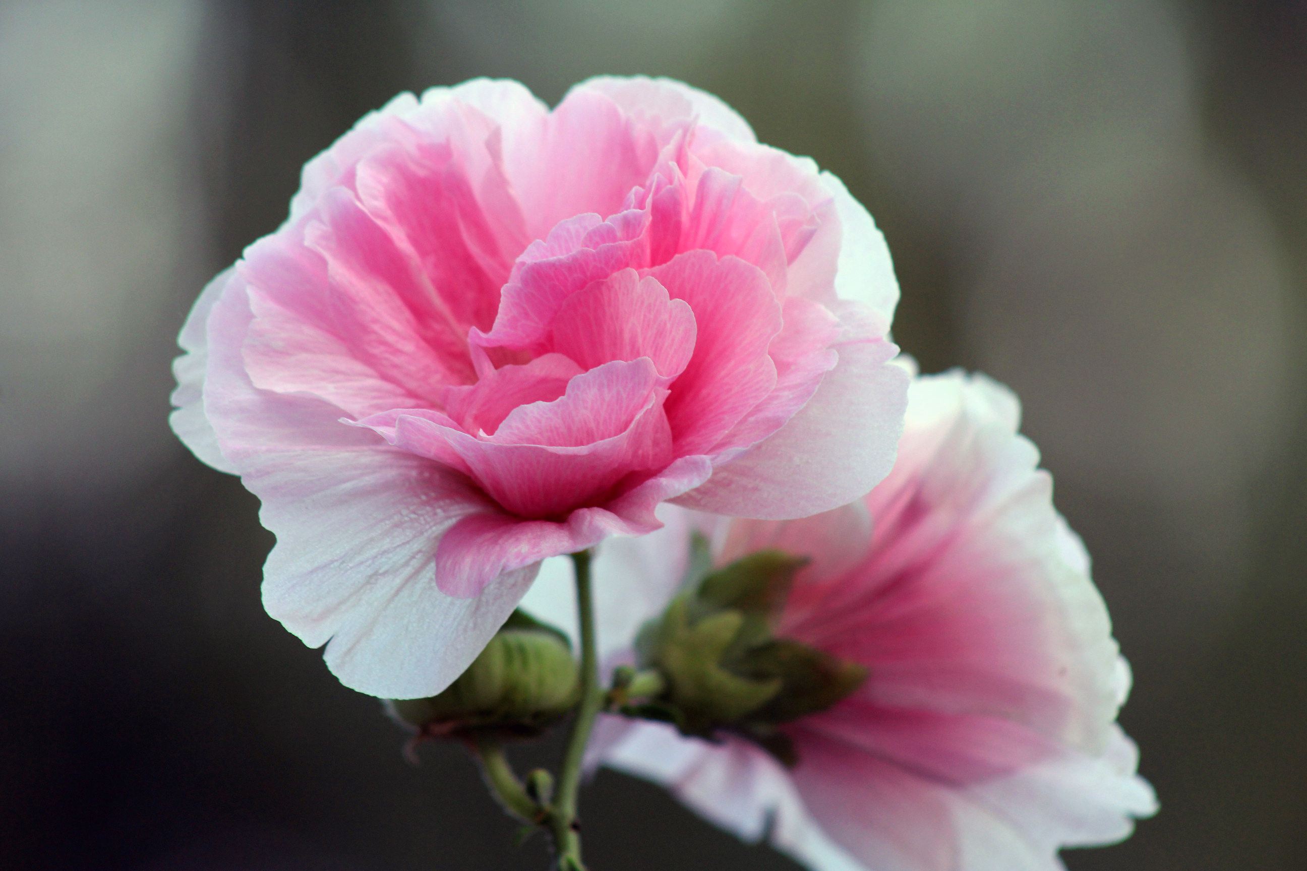 芙蓉翠语假价格(芙蓉玉和芙蓉翠的区别)