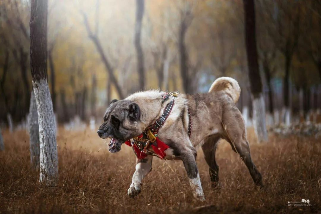 尽显王者风范,让男人热血沸腾的巨型猛兽—坎高犬