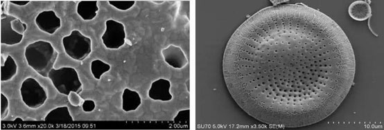 硅藻土SEM图片