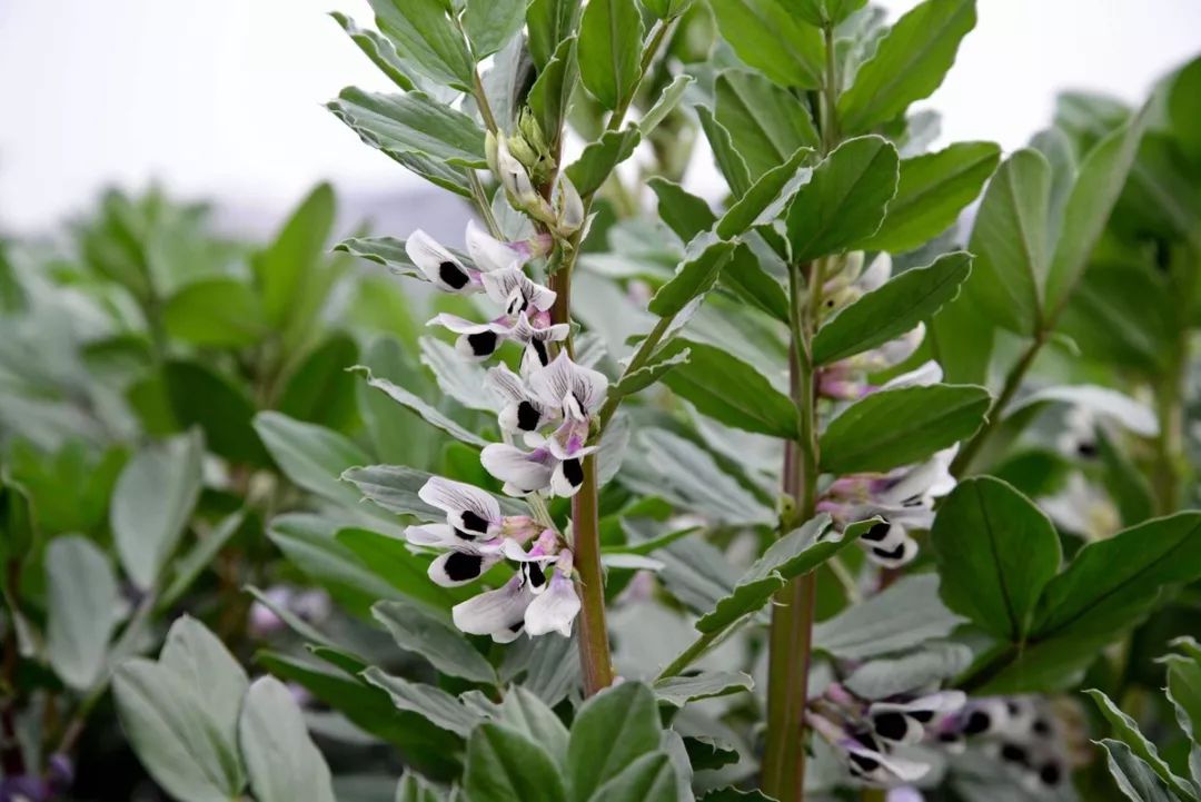 嫩胡豆可以煮熟,或用少许油煸炒,鲜嫩可口.