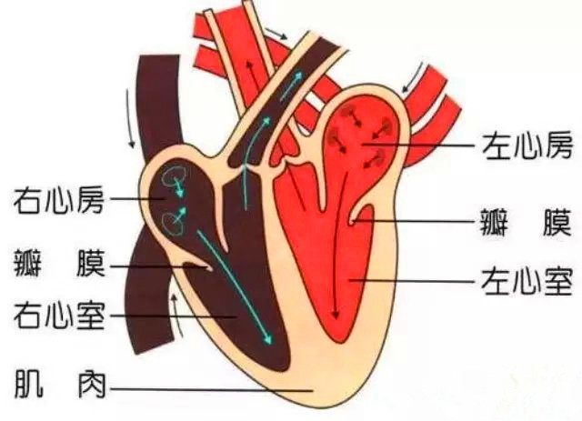 二尖瓣關閉不全常僅有輕度症狀,75%的二尖瓣關閉不全患者會發生房顫