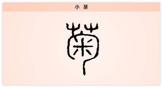 每日一字菊