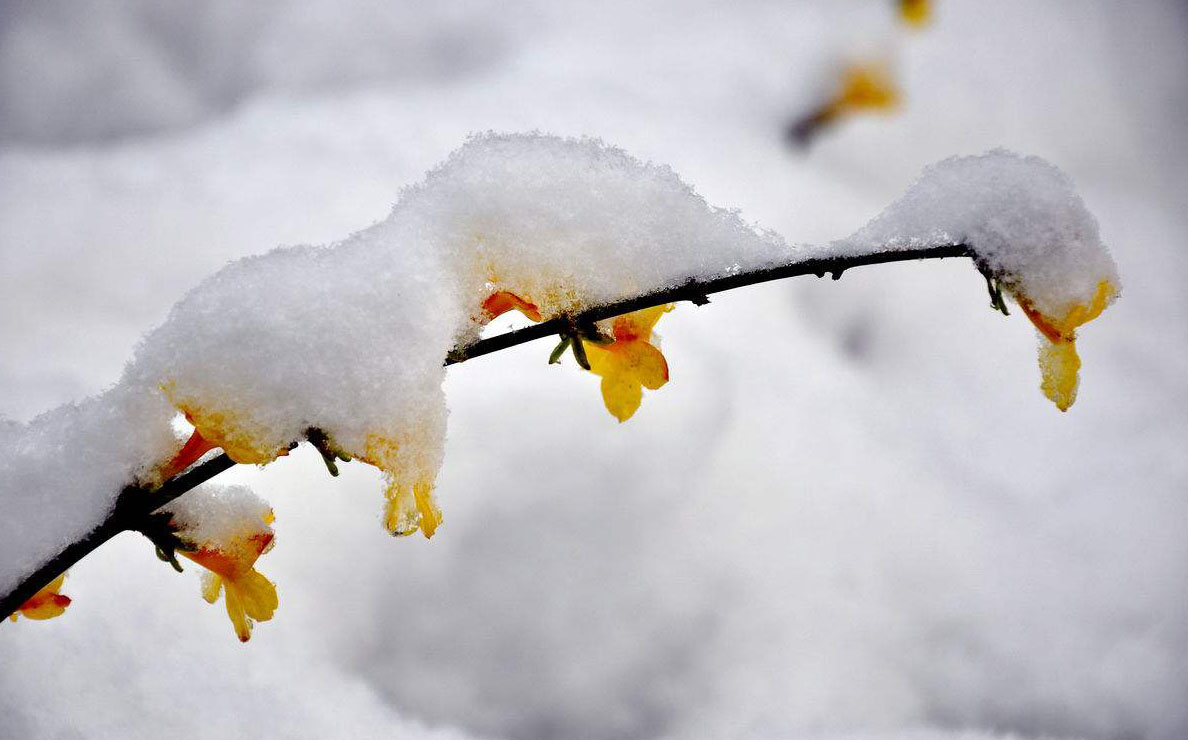 春雪大闹朋友圈