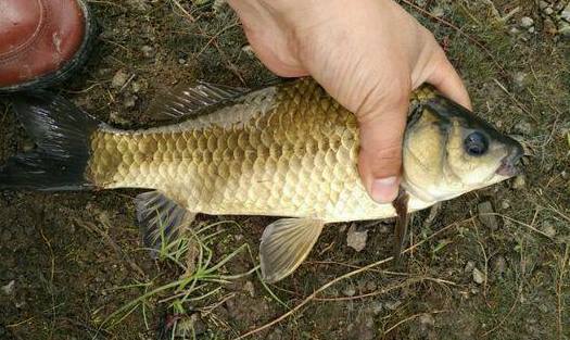 你釣了多少年的魚?能分辨出幾個常見的鯽魚品種麼