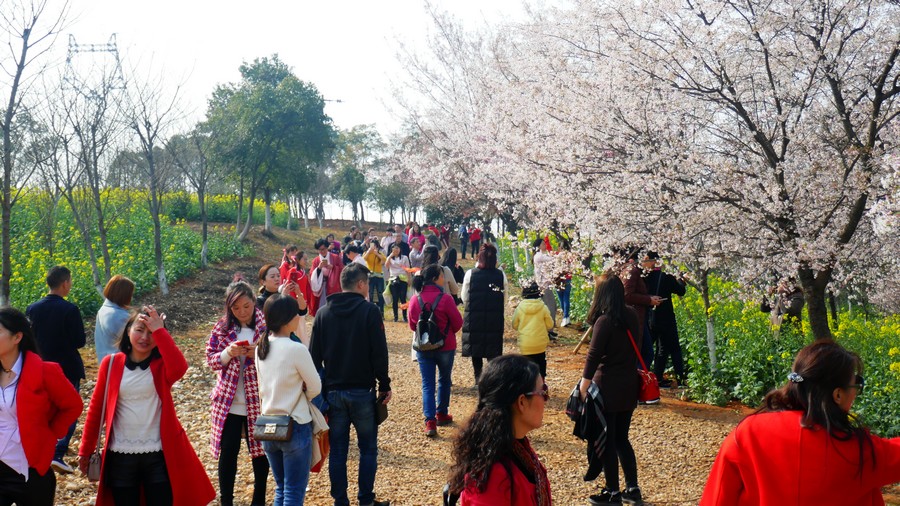 湖南岳阳羊角山樱花图片