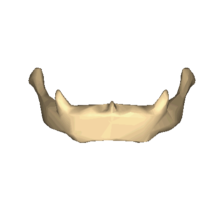 舌骨大角位置图图片