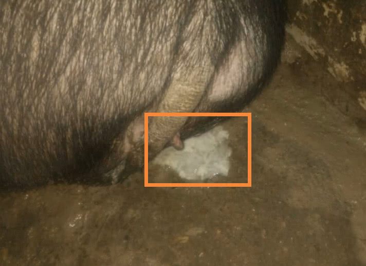 母猪尿白色分泌物图片图片