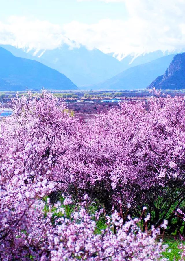 成都王文華推薦美景 | 在林芝的桃花裡,發現中國最美的春天