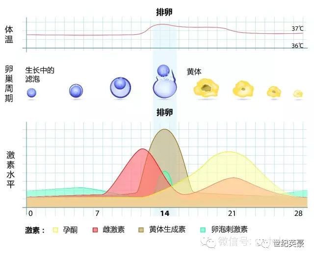 其实不是一种激素由卵巢和胎盘产生雌激素是一种女性激素雌激素是什么