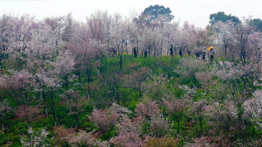 湖南岳阳羊角山樱花图片