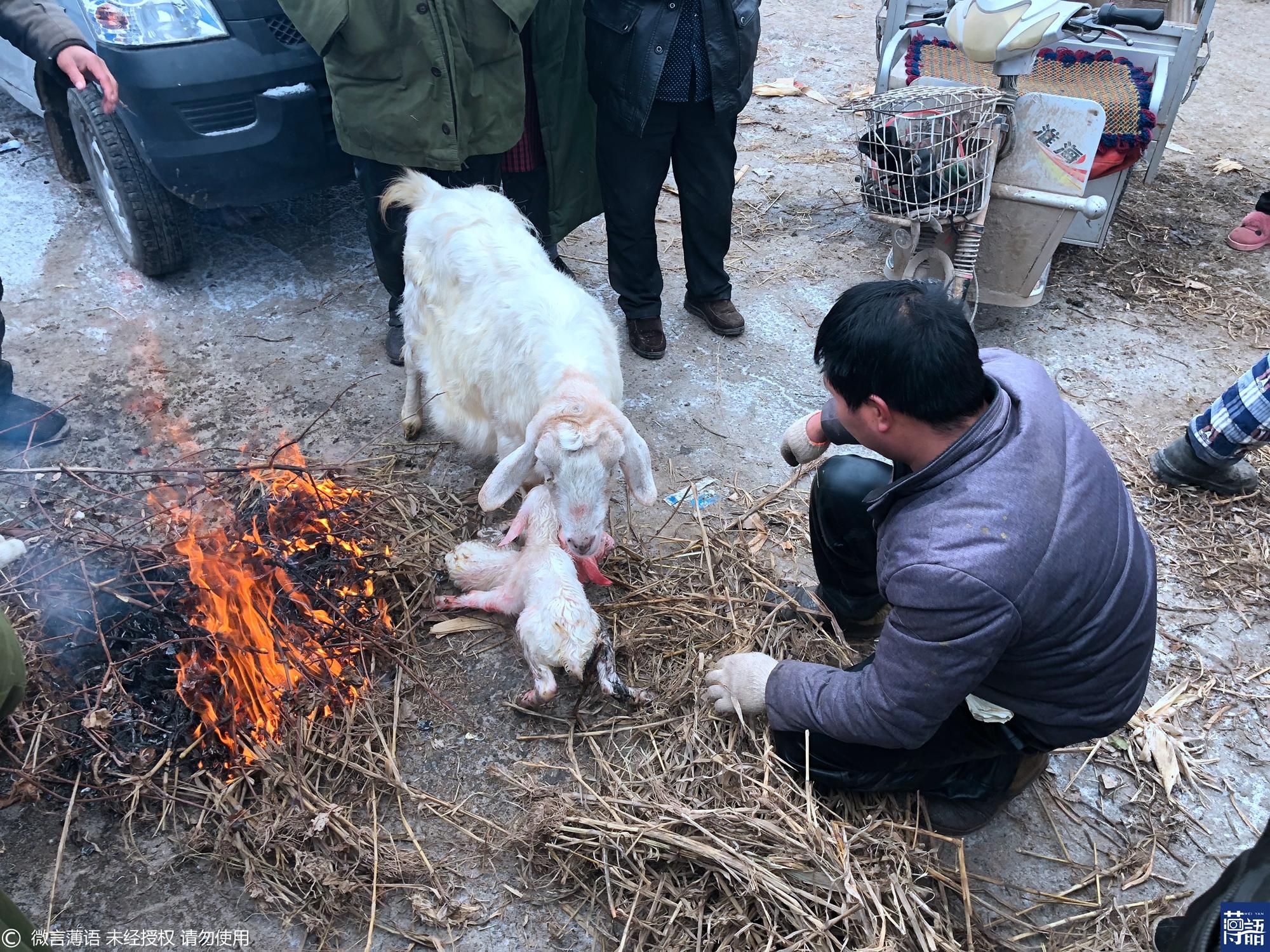 母羊 临产图片