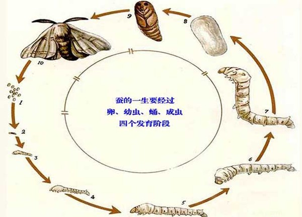 蚕蛹进化顺序图图片