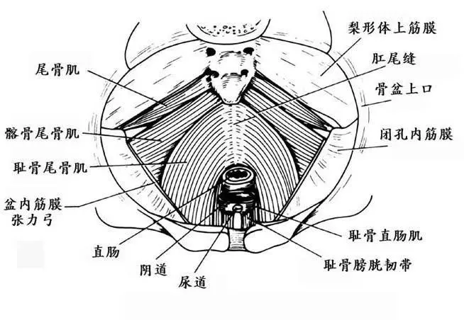 肛管|聊聊便秘为什么会重女轻男？