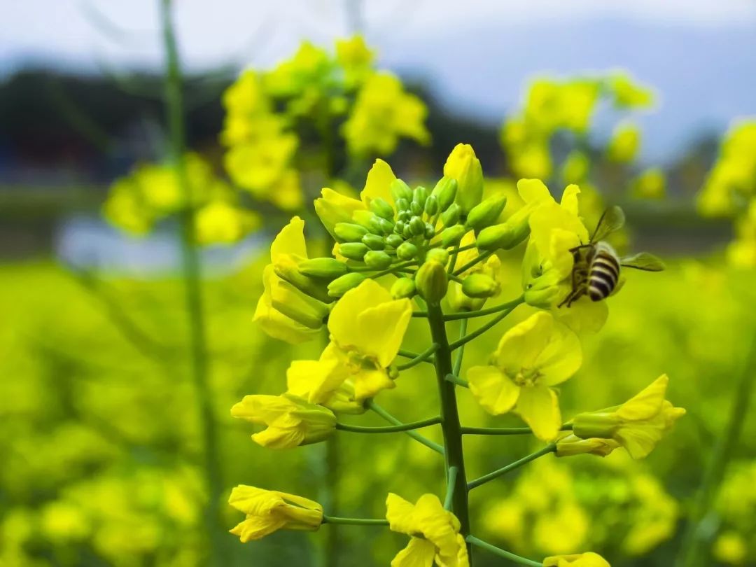 新都白鹤岛油菜花图片