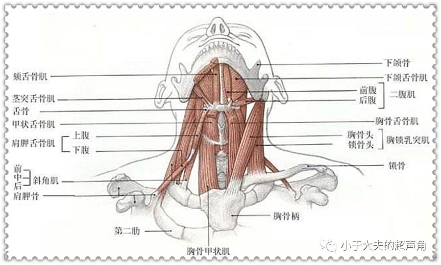 舌骨自身体中线的 体部(body)向外侧(略向上)延伸至最远处形成 舌骨