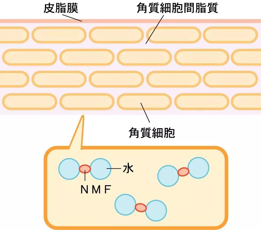 都說我皮膚好,今天就給大家公開我選乳液,面霜的秘密