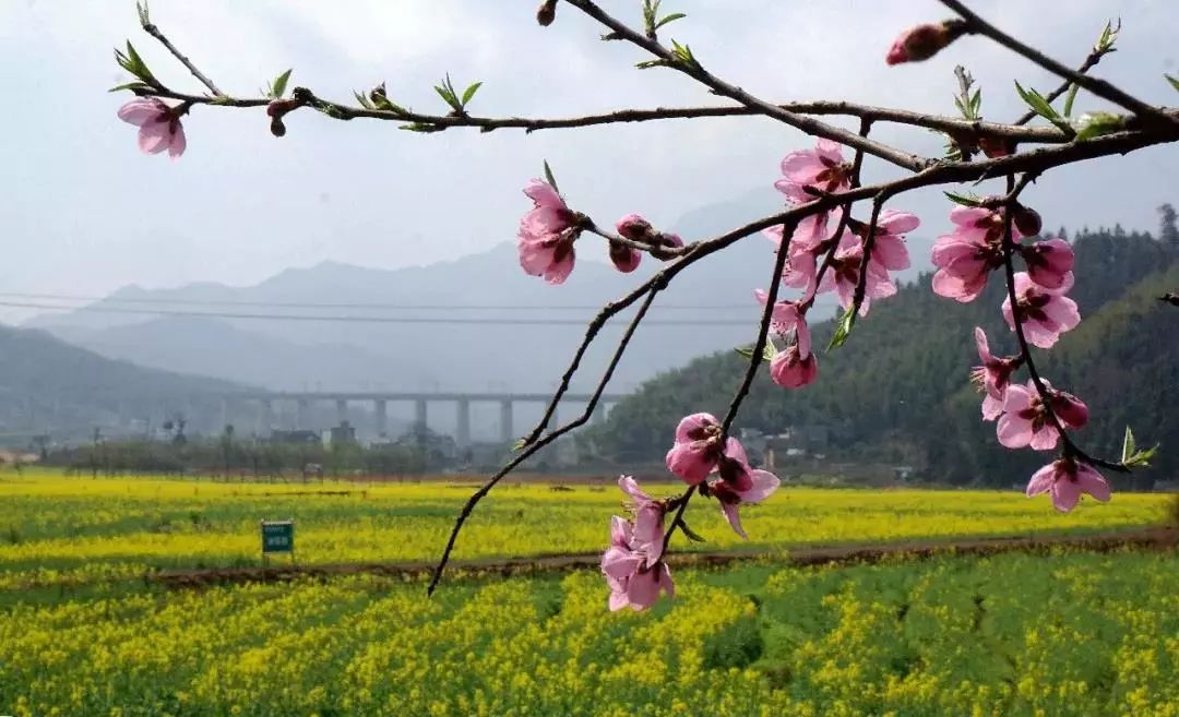 安仁的稻田公園,資興的蓼江油菜花田是很多人心中閃現的欣賞油菜花