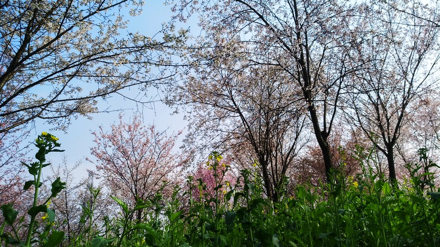 湖南岳阳羊角山樱花图片