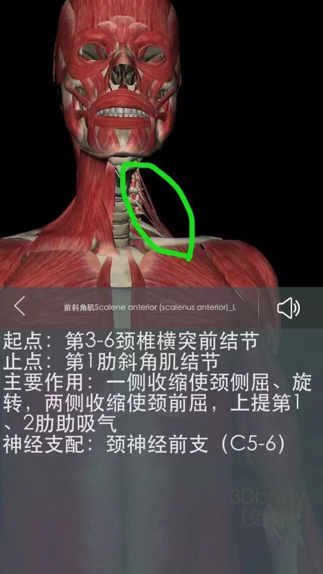 甲状腺周围肌肉解剖图片