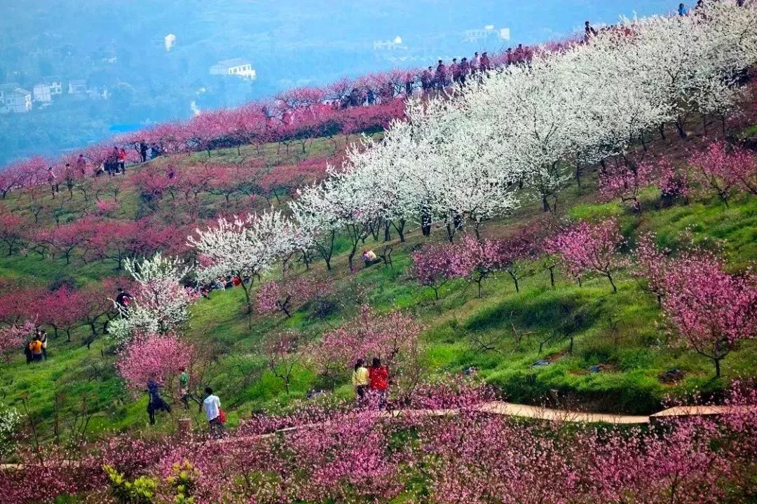 重庆踏青赏花的地方图片