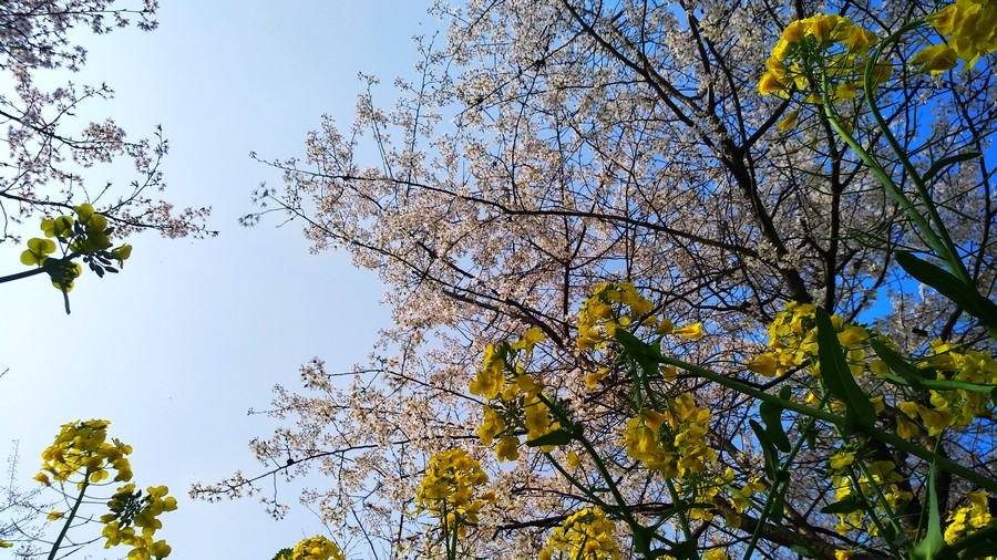 湖南岳阳羊角山樱花图片