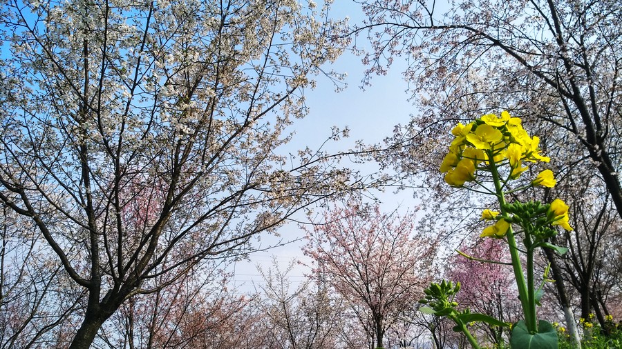 湖南岳阳羊角山樱花图片