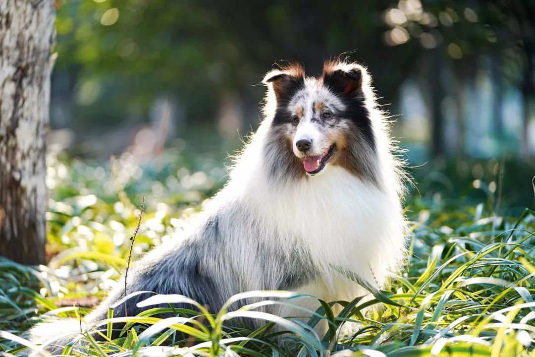 汪系精灵女王——喜乐蒂牧羊犬