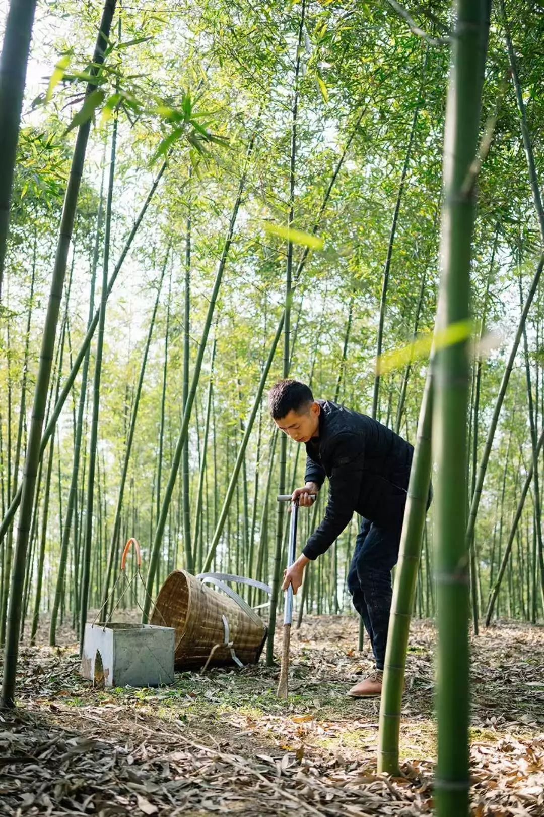 跟着美味去春游明月村的雷笋好下饭最起码整两碗