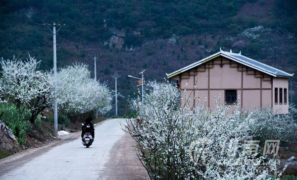 水潦彝族乡——叙永乌蒙花海赏花第一站!