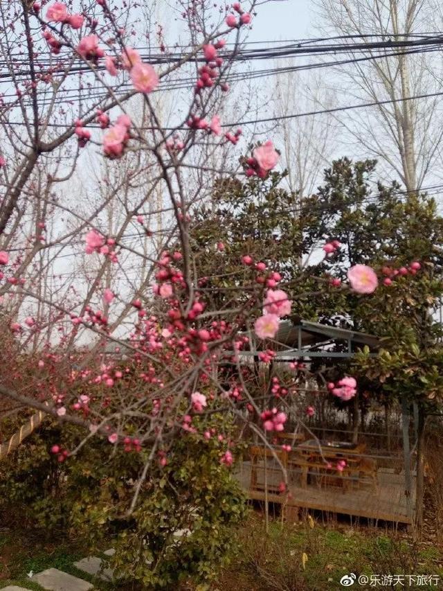 川菜與火鍋在在長安護國寺的春天邂逅