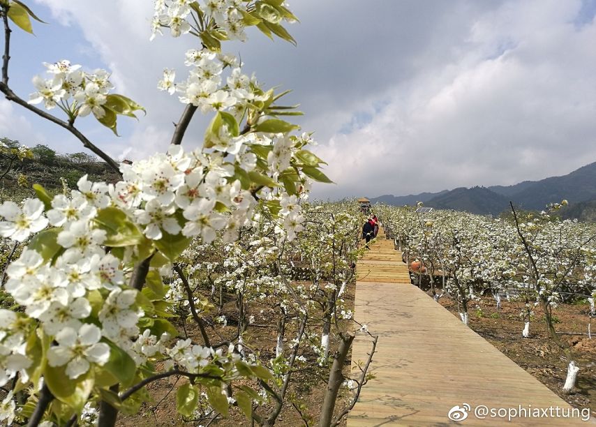 圖:sophiaxttung 雅安 九襄鎮 spring 2012年,九襄花海果香被評為