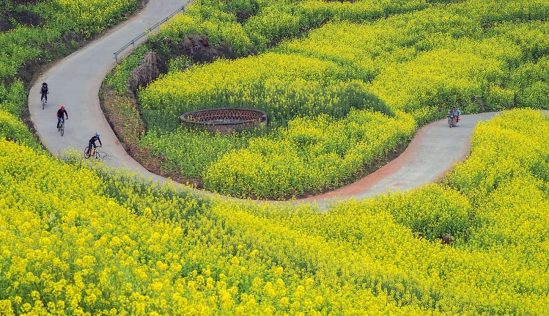 这个春天最全油菜花攻略还有拍照教程教你刷爆朋友圈