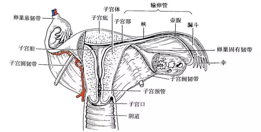 育龄女性突发腹痛伴有阴道出血,未必是痛经