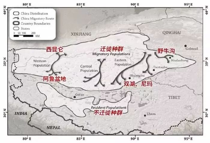 藏羚羊迁徙路线图片