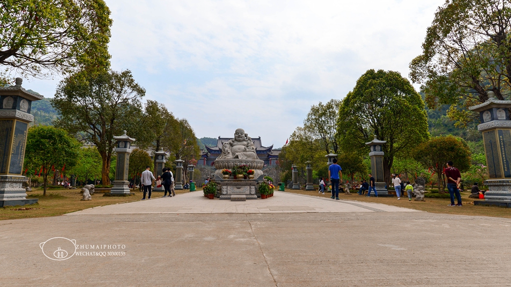 千株櫻花盛放於翁源東華禪寺